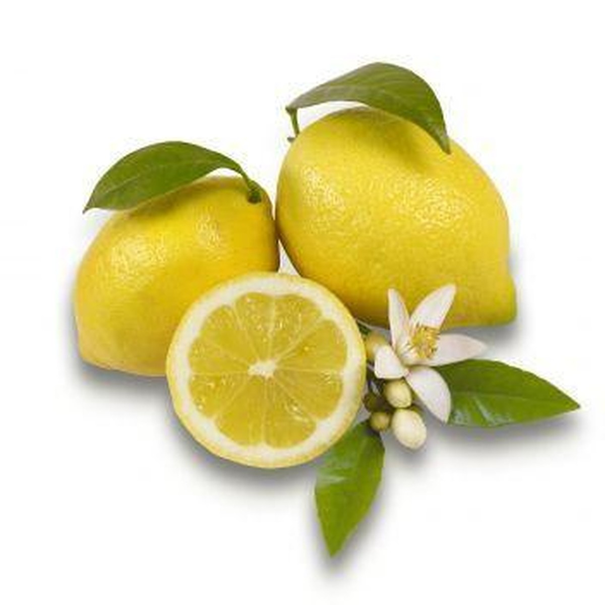   Citrus limon  Pot 28 Tige