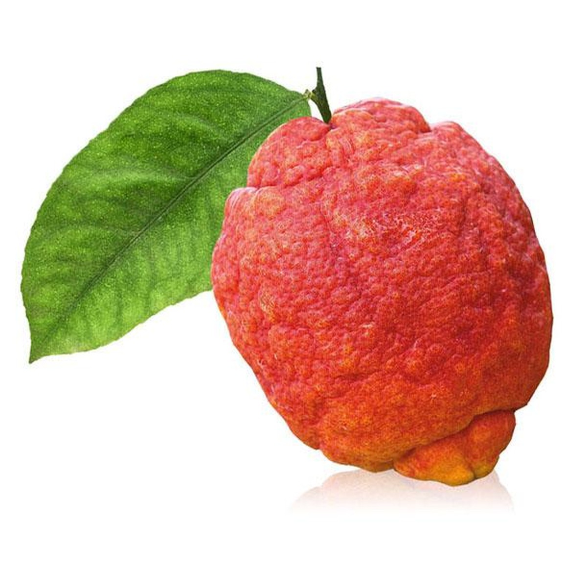   Citrus limon 'Rouge'  Pot 20 Mini-tige 90