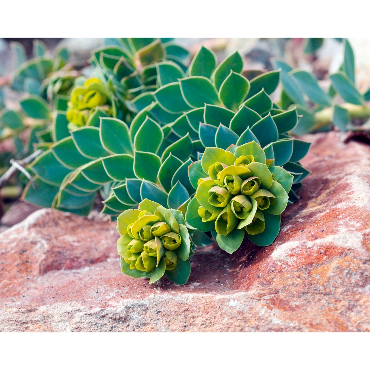 Schilliger Production  Euphorbia myrsinites  13 cm