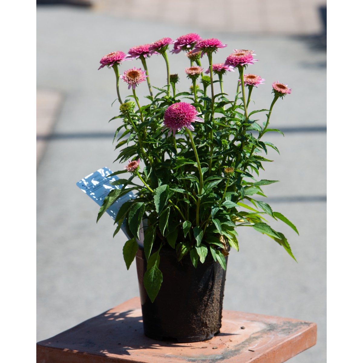   Echinacea  Pot 17 cm