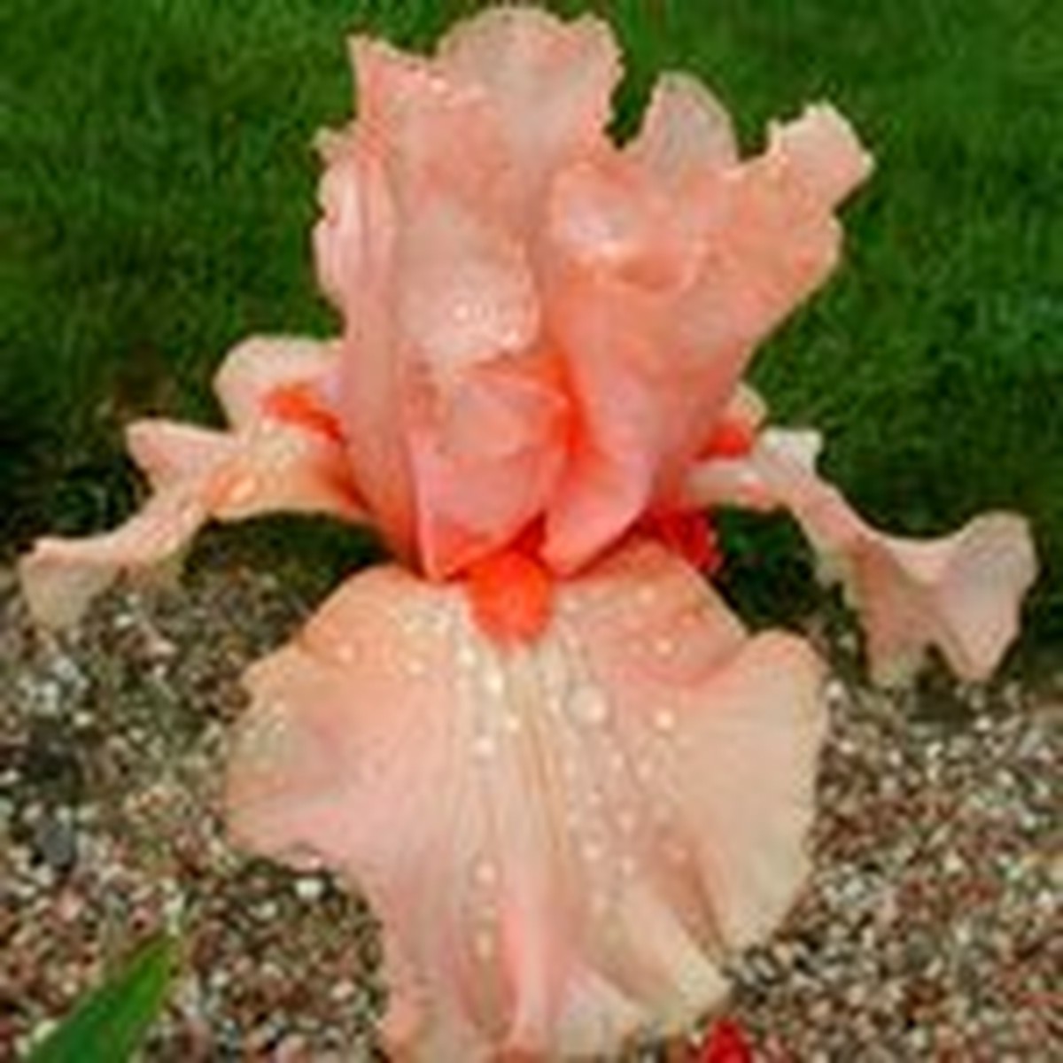 Schilliger Production  Iris germanica 'Buisson de Roses'  15 cm