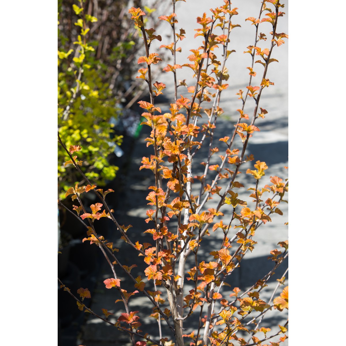 Schilliger Production  Physocarpus opulifolius 'Amber Jubilée'©  C9 60/80