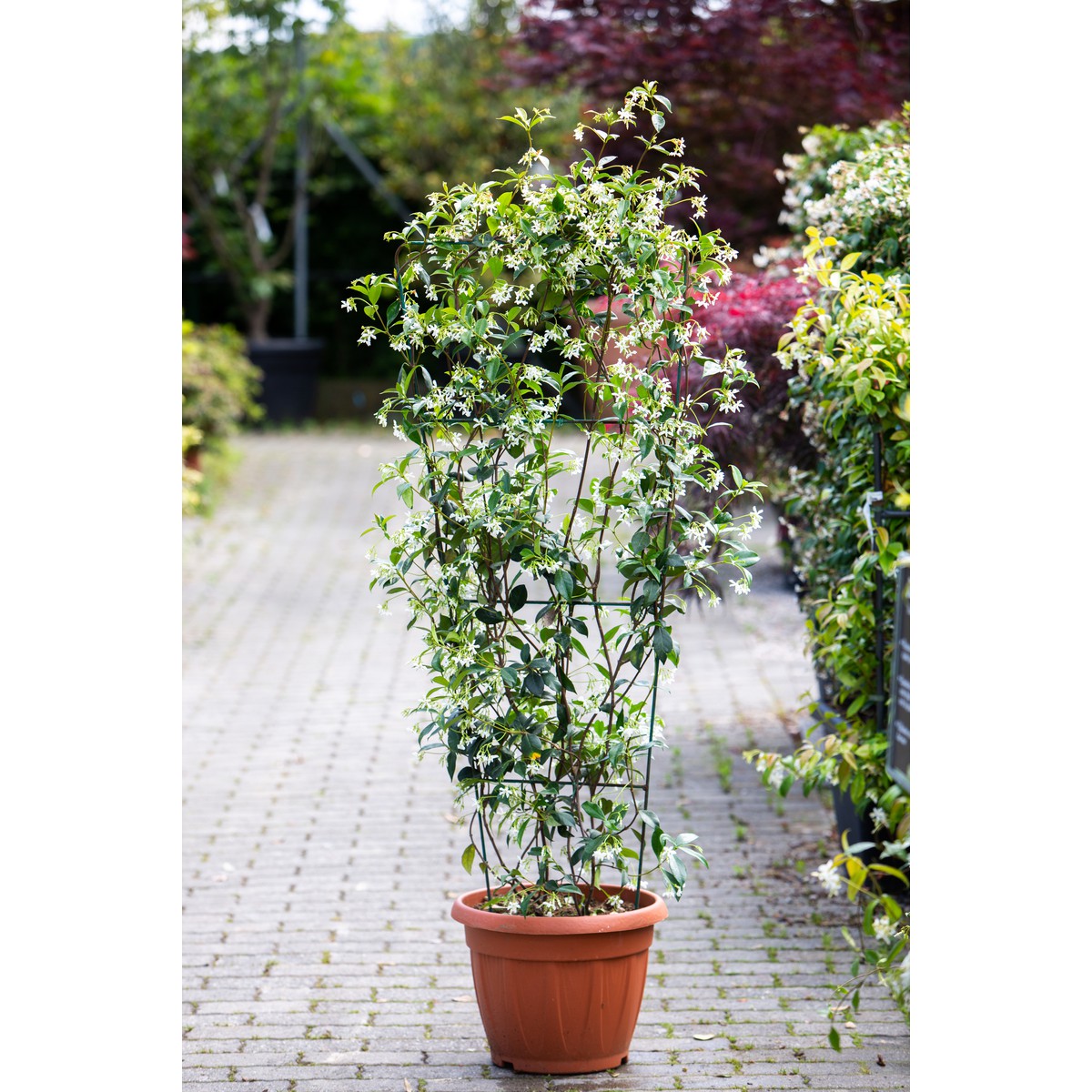   Trachelospermum jasminoides  Pot 40 cm espalier métallique hauteur 160 cm