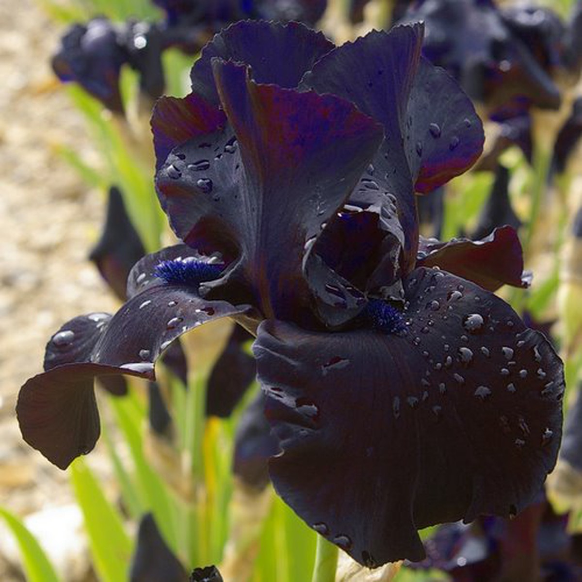Schilliger Production  Iris germanica 'Black Suited'  15 cm