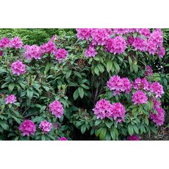   Rhododendron 'Anah Kruschke'  C5 40/+