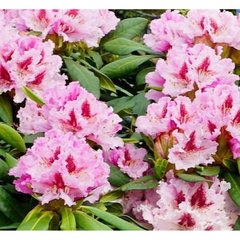   Rhododendron 'Mme Wagner'  C25 100/+