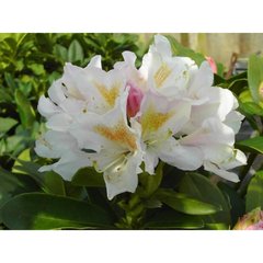   Rhododendron 'Cunningham's White'  C25 100/+