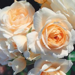 Schilliger Production  Rosier floribunda 'Lions-Rose®'  C6