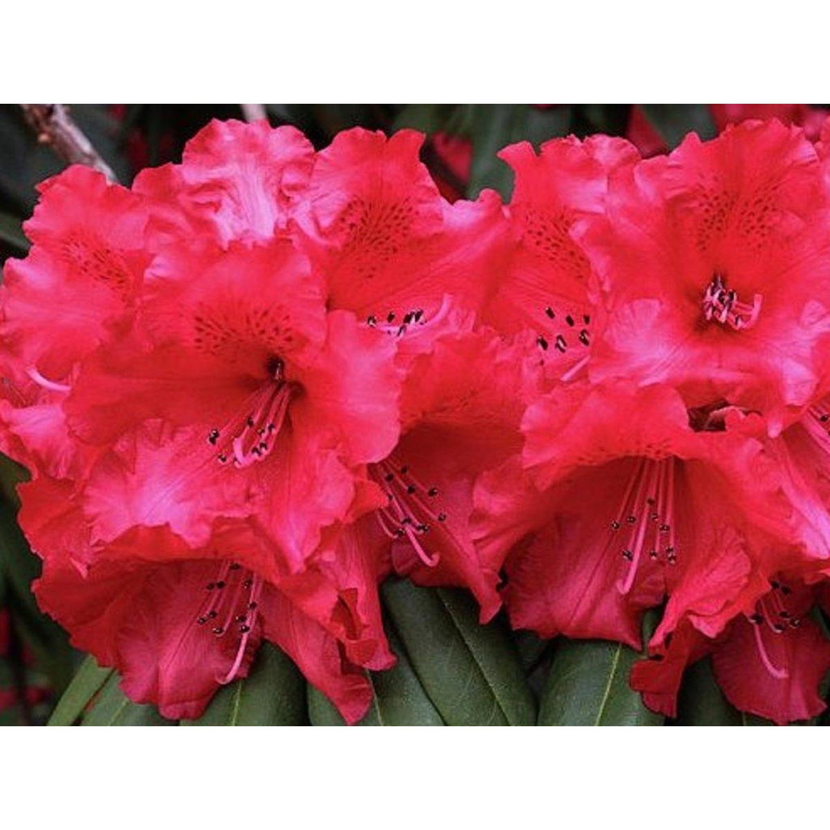   Rhododendron 'Taragona'  C5 40/+