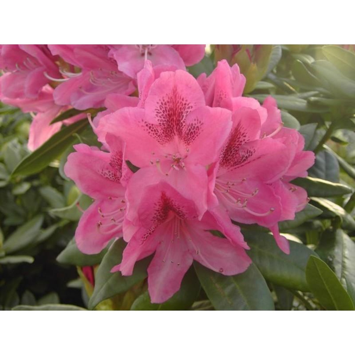   Rhododendron 'Cosmopolitan'  C25 100/+