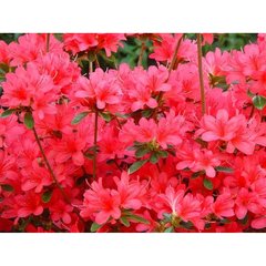   Azalea japonica 'Florida'  C10 50/60