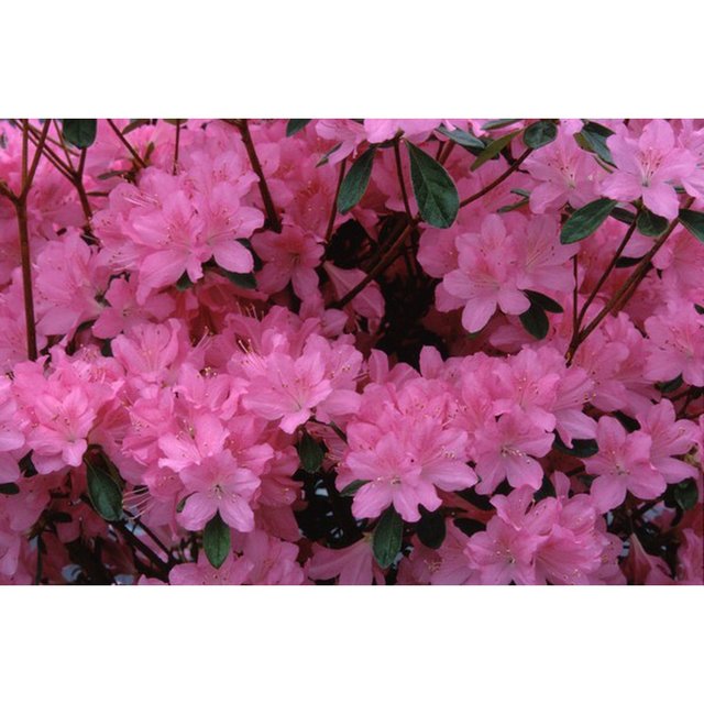 Azal Es Azalea Japonica Gilbert Mullie C Schilliger