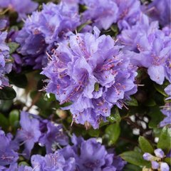   Rhododendron repens 'Moerheim'  C2 20/30