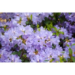   Rhododendron 'Blue Tit'  C2 20/30