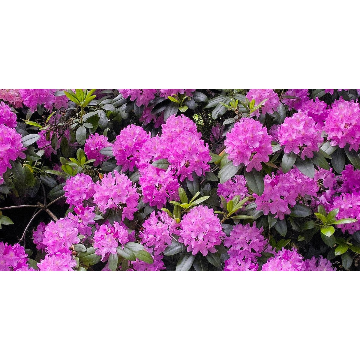   Rhododendron 'Roseum Elegans'  C15 60/