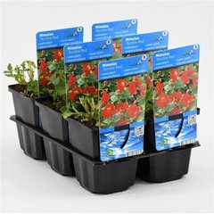   Mimulus 'Bonfire Red'  Pot 9 cm h.20