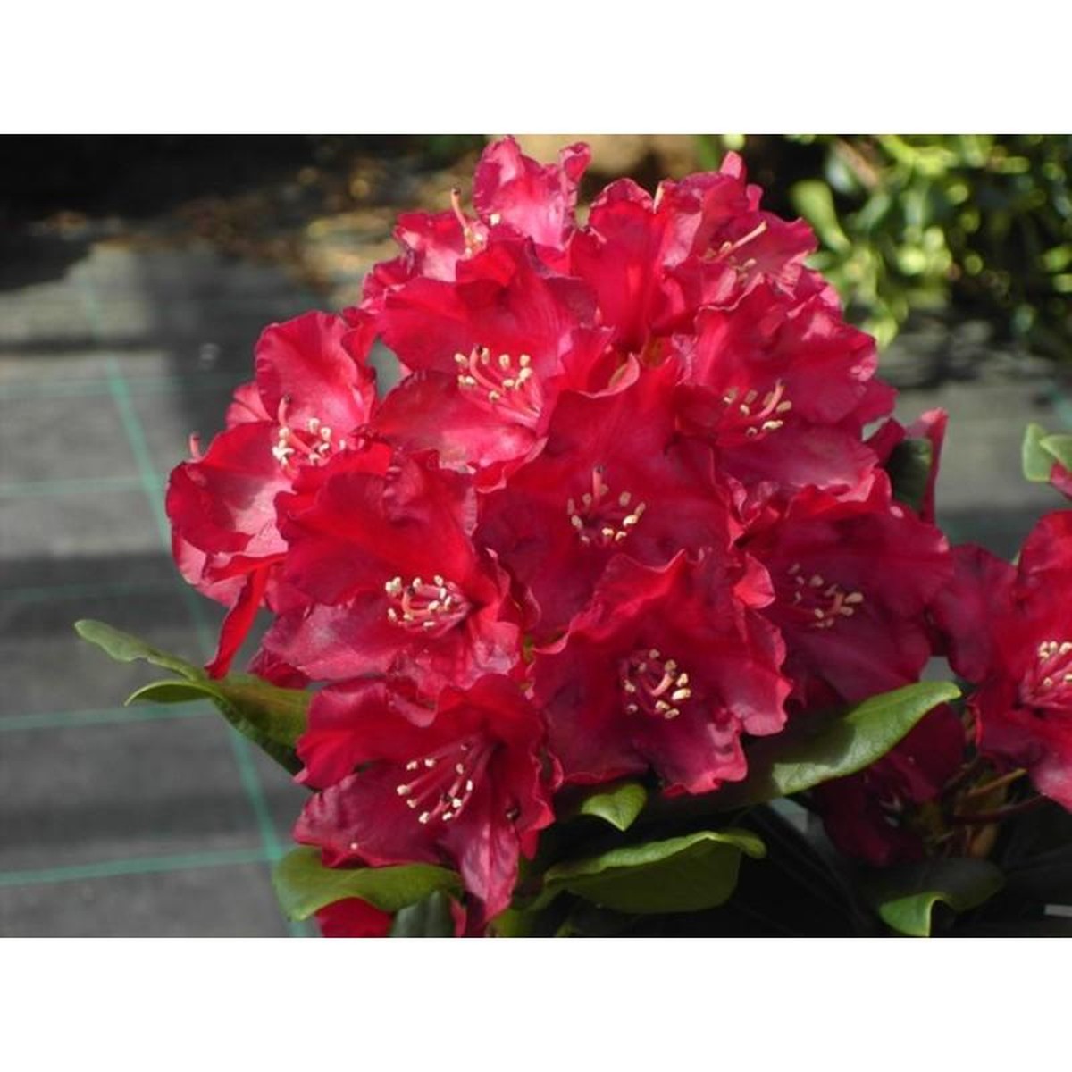   Rhododendron 'Nova Zembla'  100/125