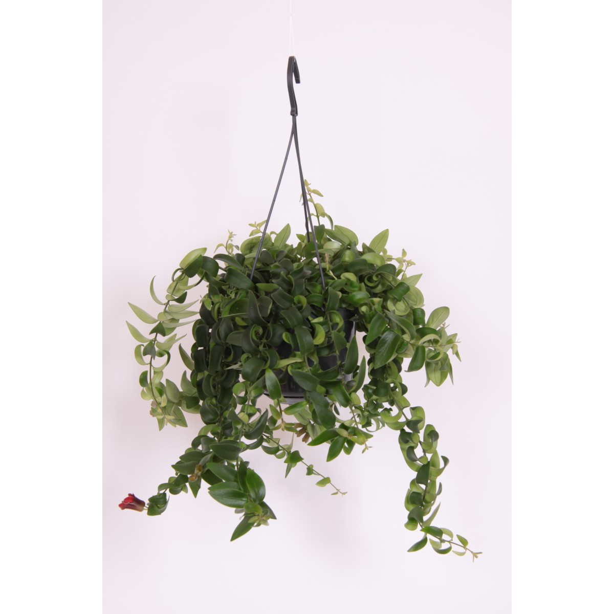 Plante pour suspension : aeschynanthus