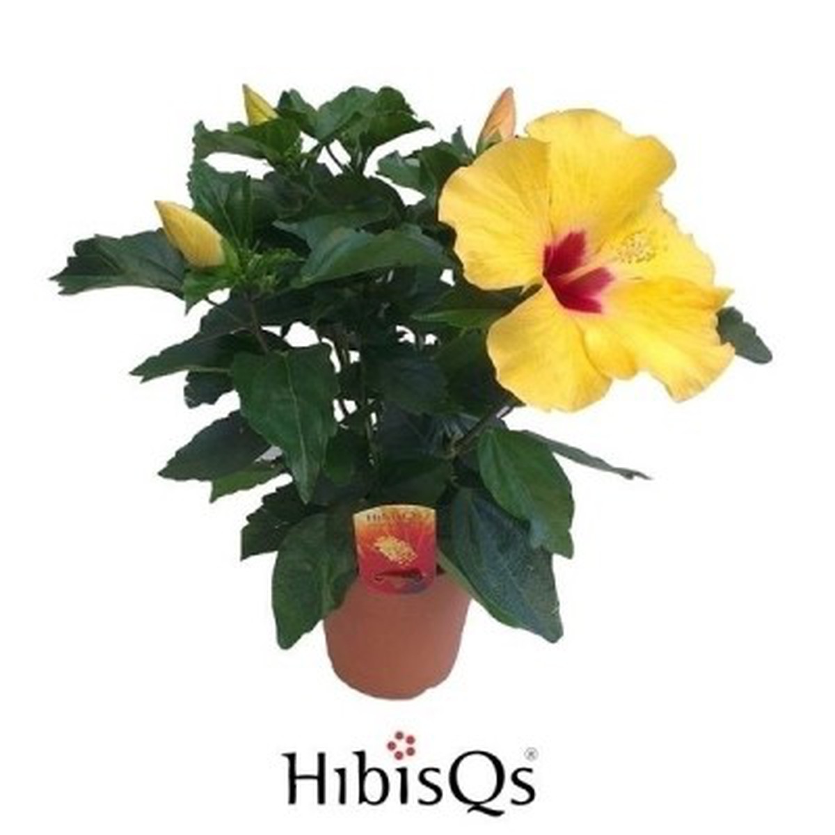 Fleurs d'Hibiscus -  - Épicerie Fine Genève