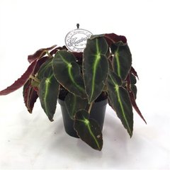   Begonia 'Brazilian Angel'  Pot de 12 cm