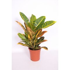   Codiaeum variegatum 'Petra'  Pot de 17 cm h65