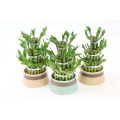   Lucky Bamboo  Coupe 12 cm, 3 étages, h25