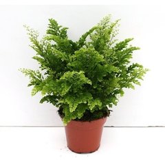   Adiantum 'Lisa'  Pot 12 cm