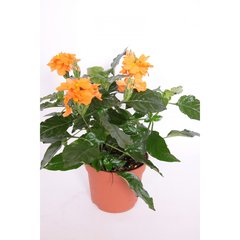   Crossandra fortuna  Pot de 13 cm h25