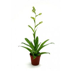   Catopsis morreniana 'Vert'  Pot de 5.5 cm h10