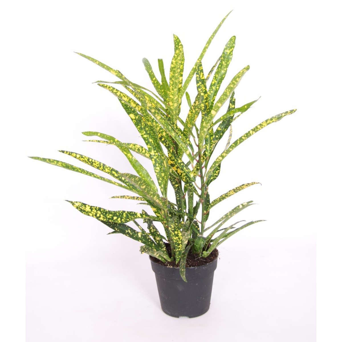   Codiaeum variegatum 'Goldstar'  Pot de 12 cm h40