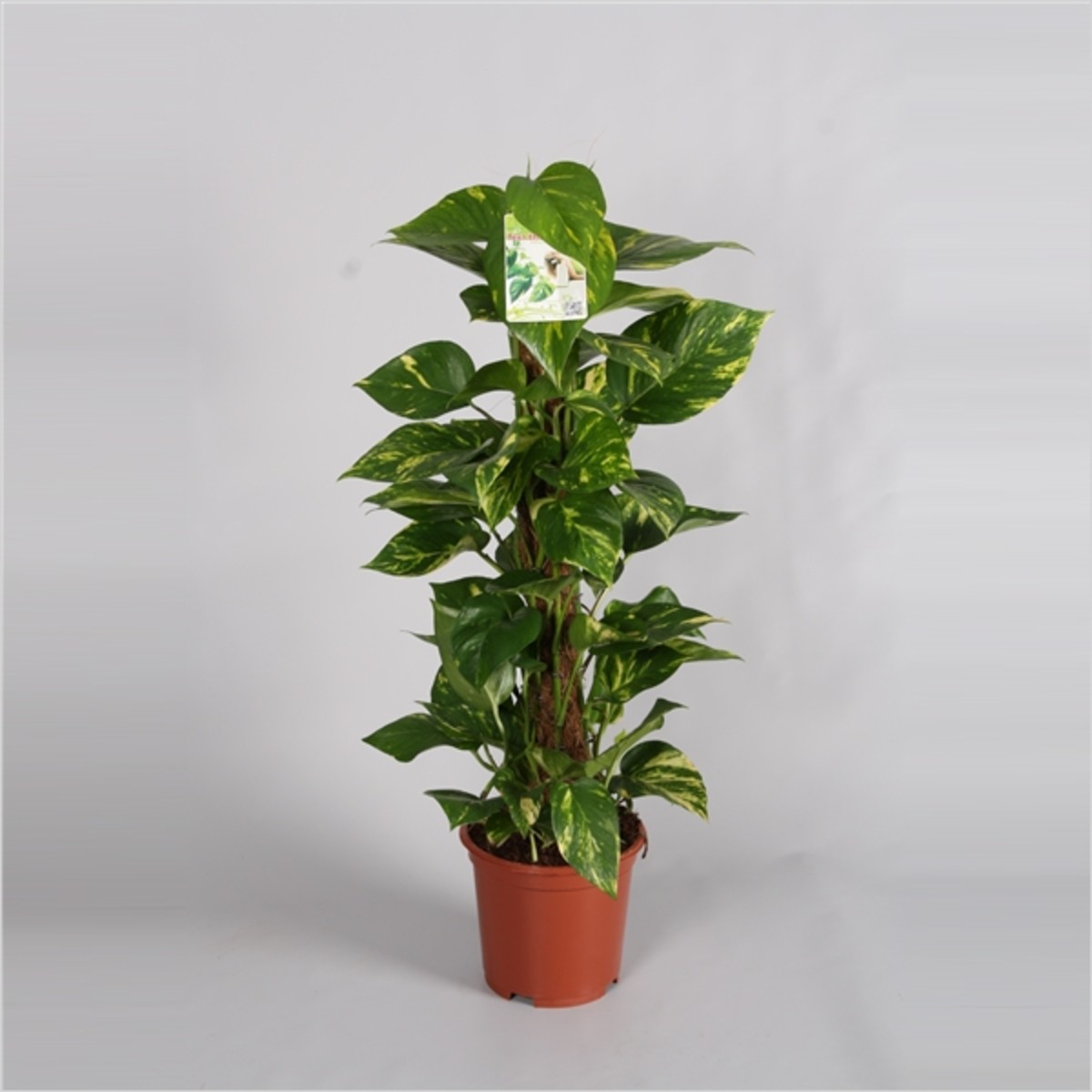 Scindapsus Aureus Money Plant