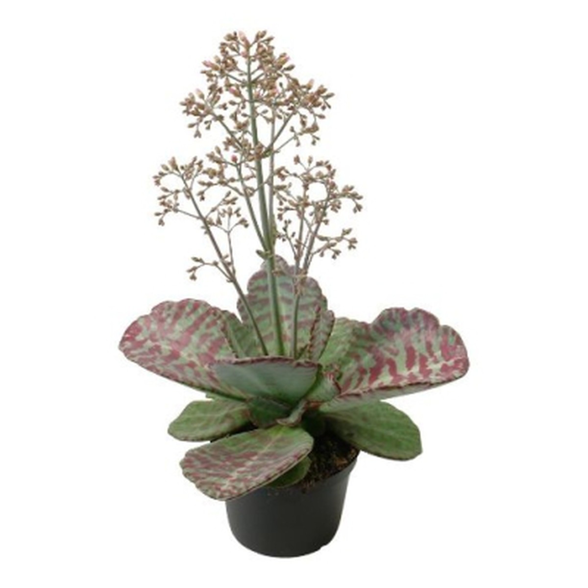   Kalanchoe 'Wildflowers' Desert surprise  Pot 10.5 cm