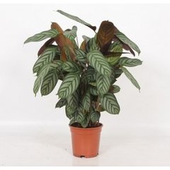   Calathea compactstar  Pot de 21cm h105