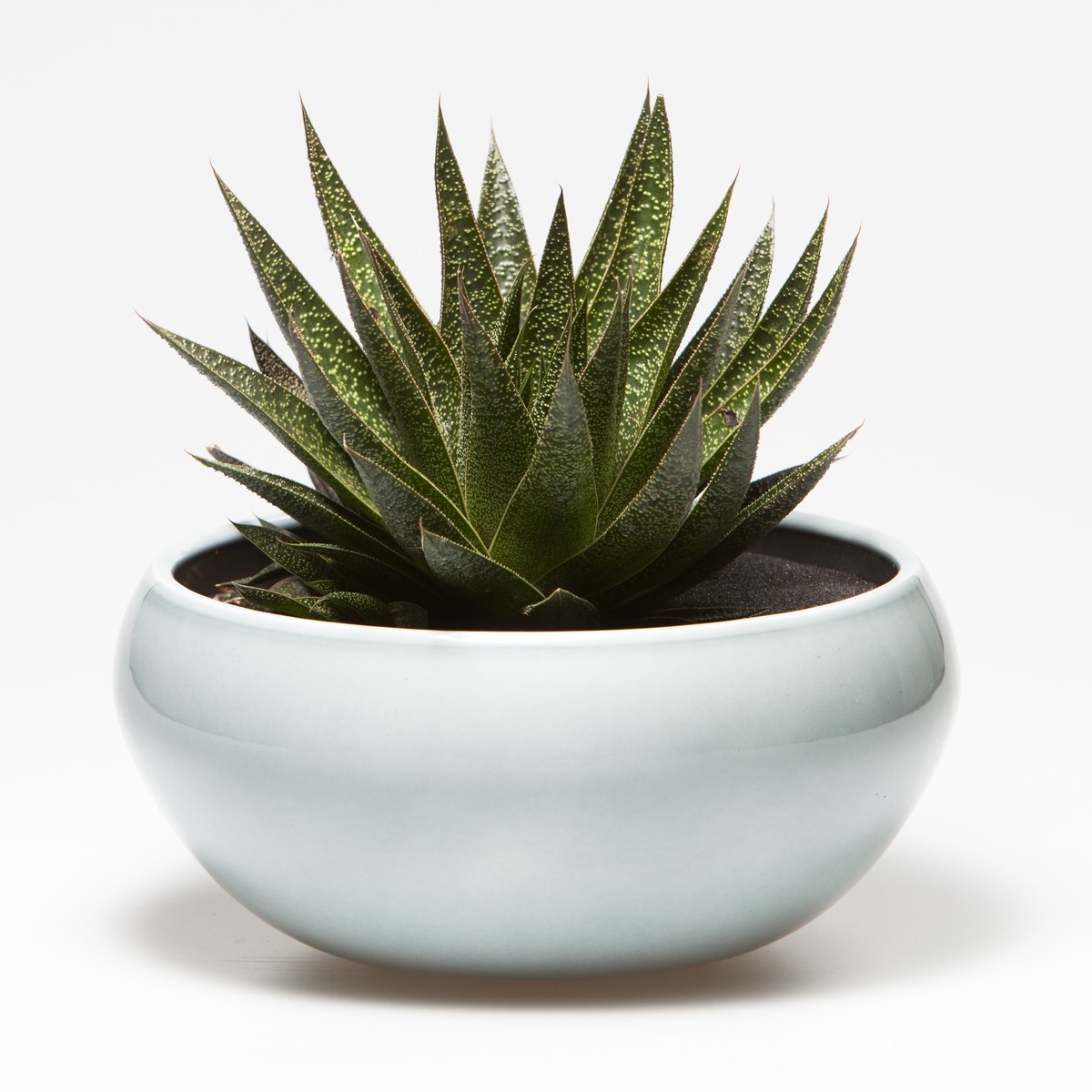   Succulente  Pot 17 cm
