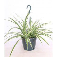   Chlorophytum laxum  Suspension 18 cm h30