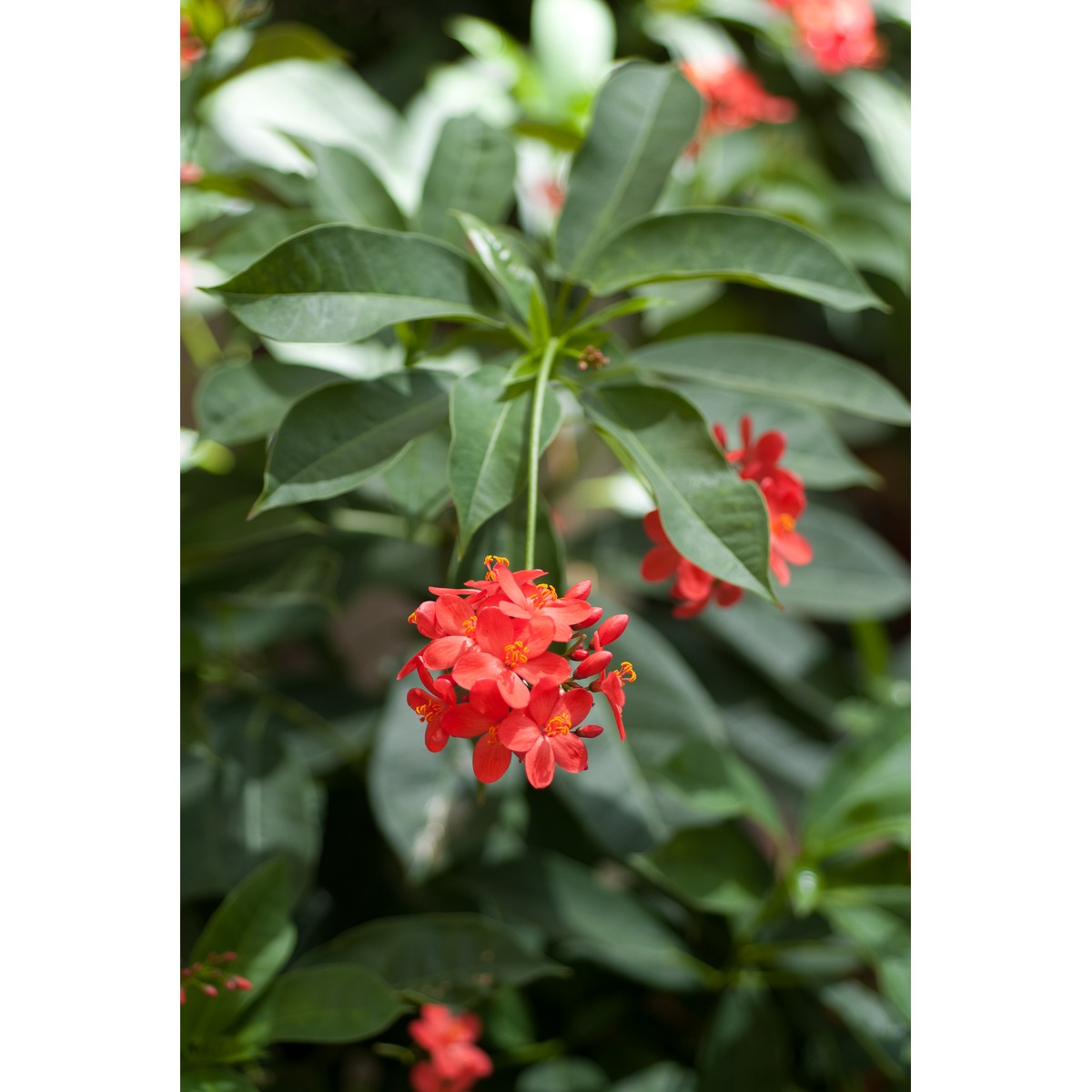   Jatropha integerrima  Pot 13 cm h40