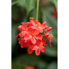   Jatropha integerrima  Pot 13 cm h40