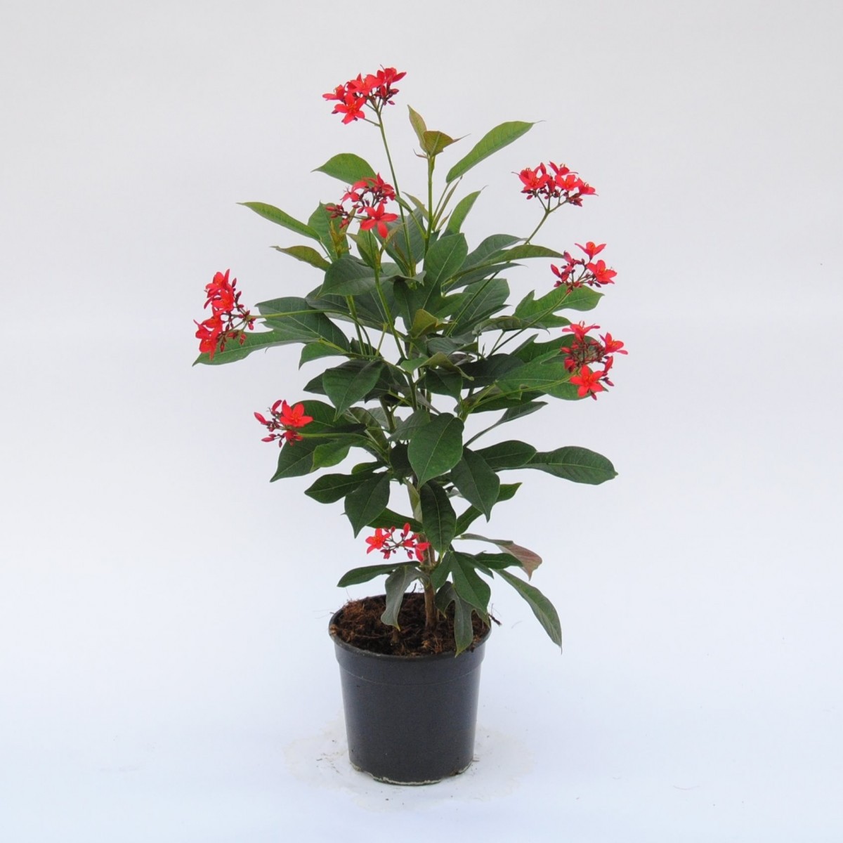   Jatropha integerrima  Pot 13 cm h40