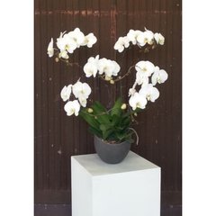   Phalaenopsis Prestige  5 tiges avec contenant