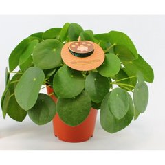   Pilea peperomioides  Pot 15 cm h30