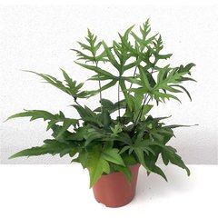   Doryopteris pedata  Pot 12 cm h30