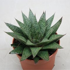   Gasteria flow  Pot 17 cm