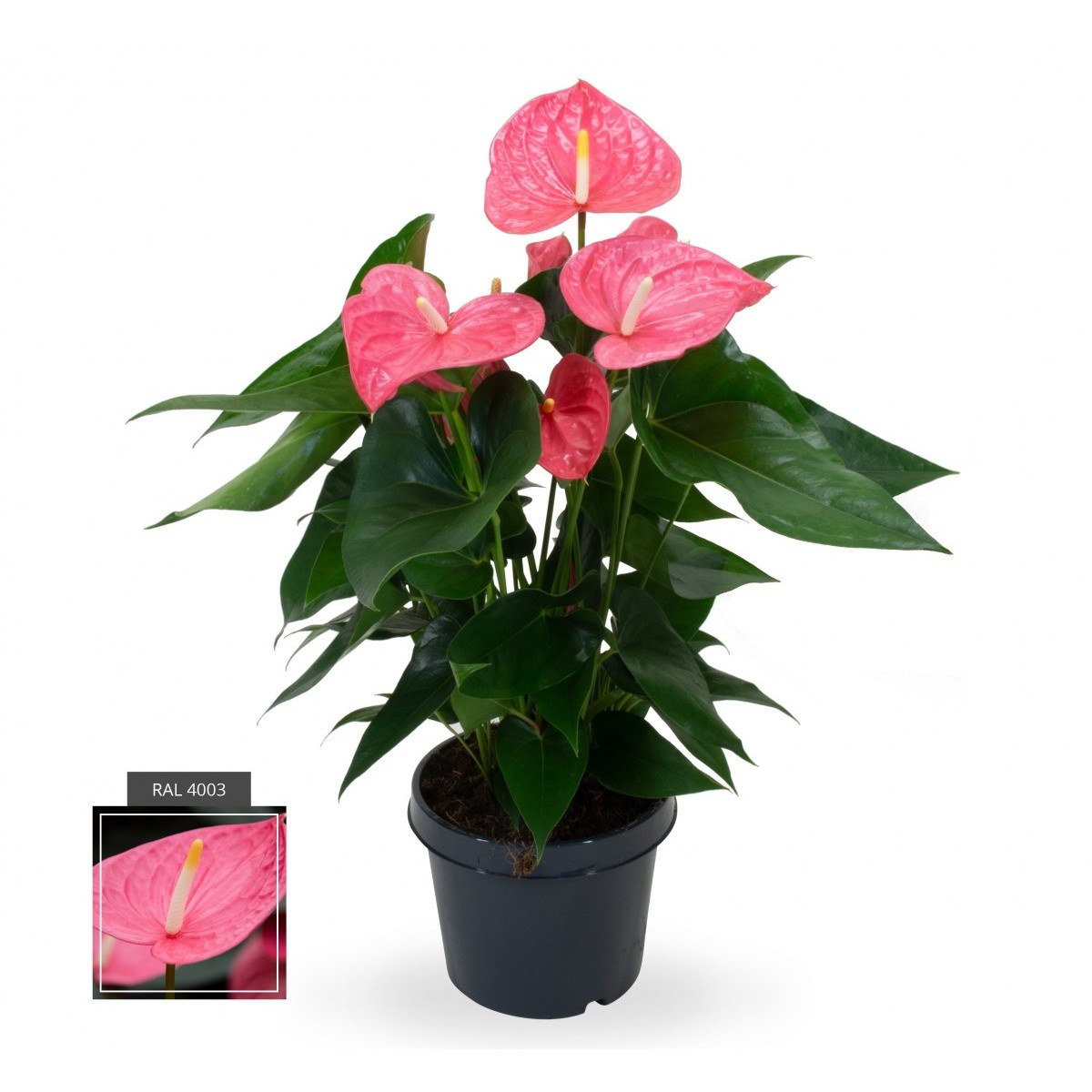   Anthurium andreanum 'Maine Rose'  Pot 21 cm, h70 cm