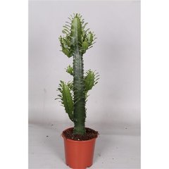   Euphorbia acrurensis  Pot 17 cm h60 cm