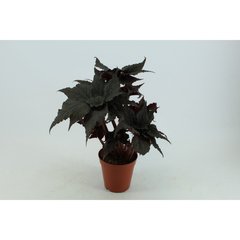   Begonia 'Black Tafetta'  Pot 15 cm h45