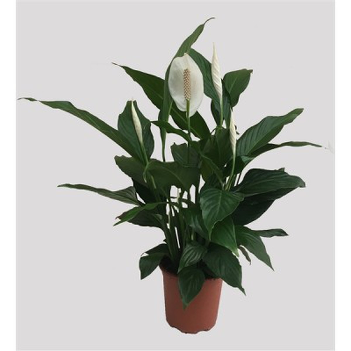   Spathiphyllum 'Bravo'  Pot 17 cm h65