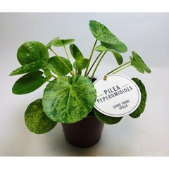   Pilea peperomioides 'Mojito'  Pot 12 cm h30