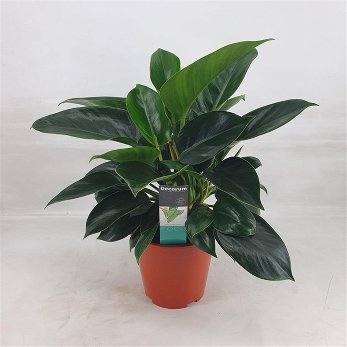   Philodendron 'Congo Apple'  Pot 19 H 65