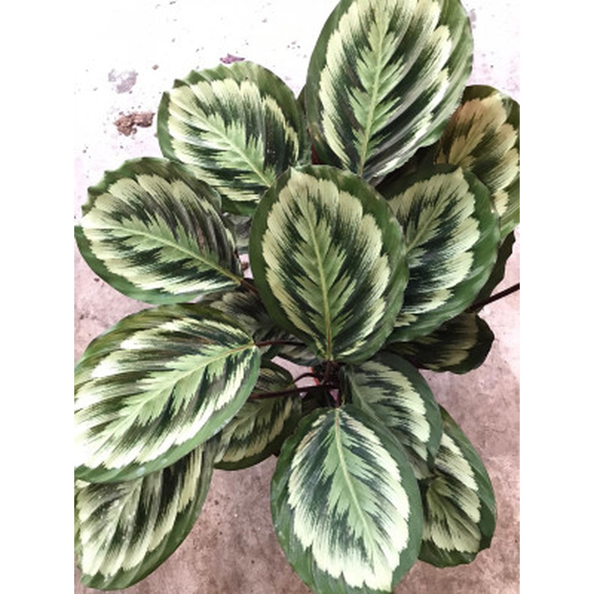   Calathea 'Misty'  Pot 19 cm h60