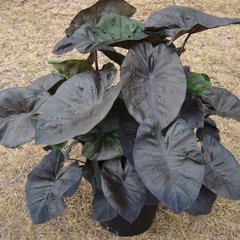   Colocasia 'Kona Coffee'  Pot 18cm h20